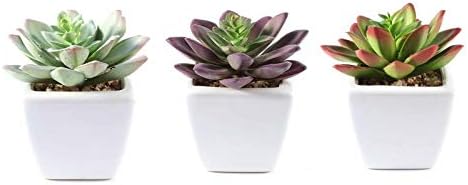 Balsa Circle Artificial Echeveria Plants Set of 3