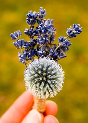 3 oz Bunch of Dried English Lavender for Home Dcor and Crafting