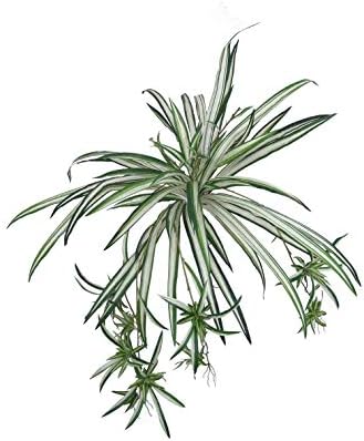 Floral Home Silk Spider Plants Pack of 2