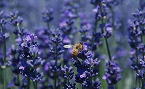TooGet Premium Dried Lavender Buds 4 Oz