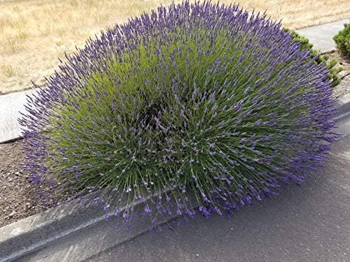 L Dried Lavender Bundles 6-Pack Natural Home Decor