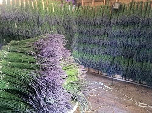 L Dried Lavender Bundles 6-Pack Natural Home Decor