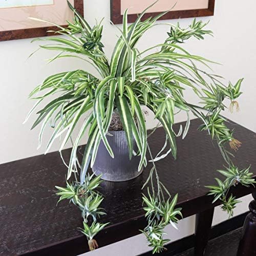 Floral Home Silk Spider Plants Pack of 2