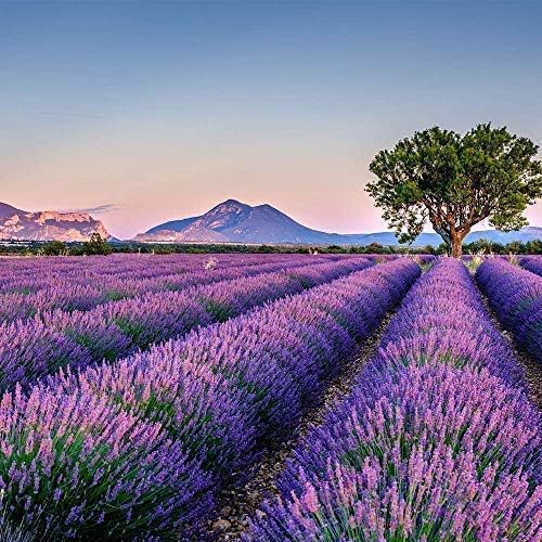 OLILLY Harvest 2022 Lavender Sachets White 12 Pack