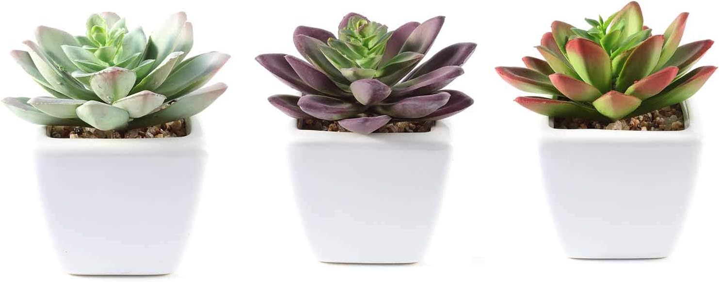 Balsa Circle Artificial Echeveria Plants Set of 3
