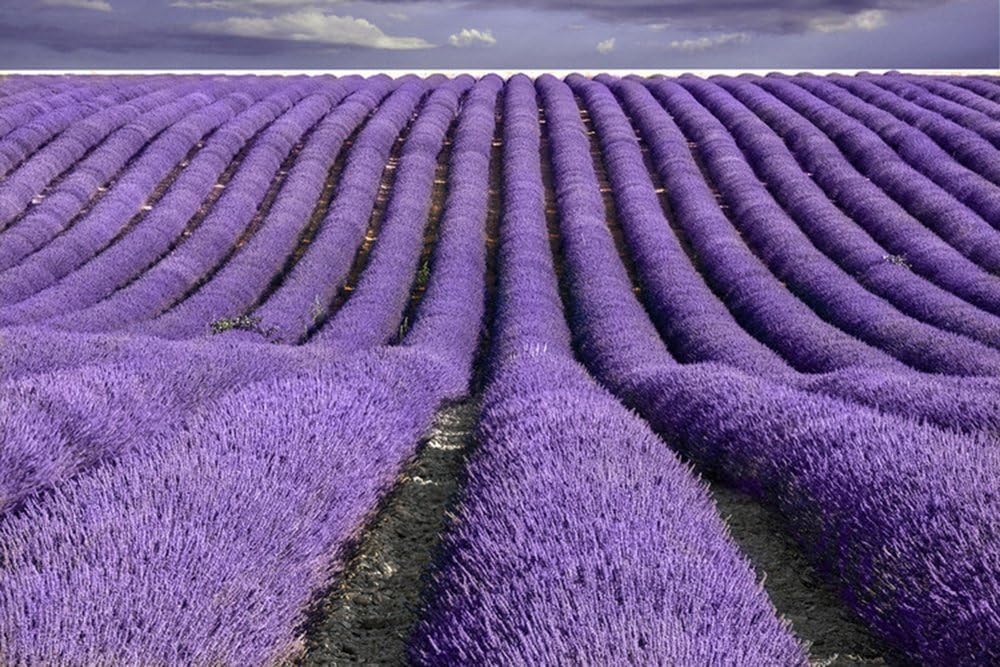 TooGet Fragrant Lavender Buds Natural Dried Flowers 2 Pound