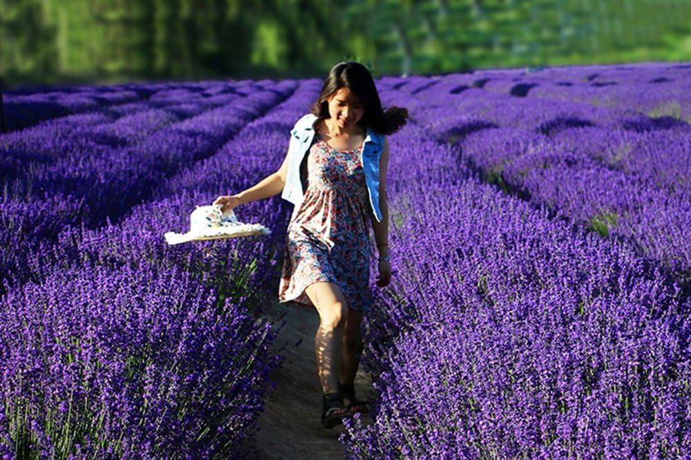 TooGet Fragrant Lavender Buds Natural Dried Flowers 2 Pound