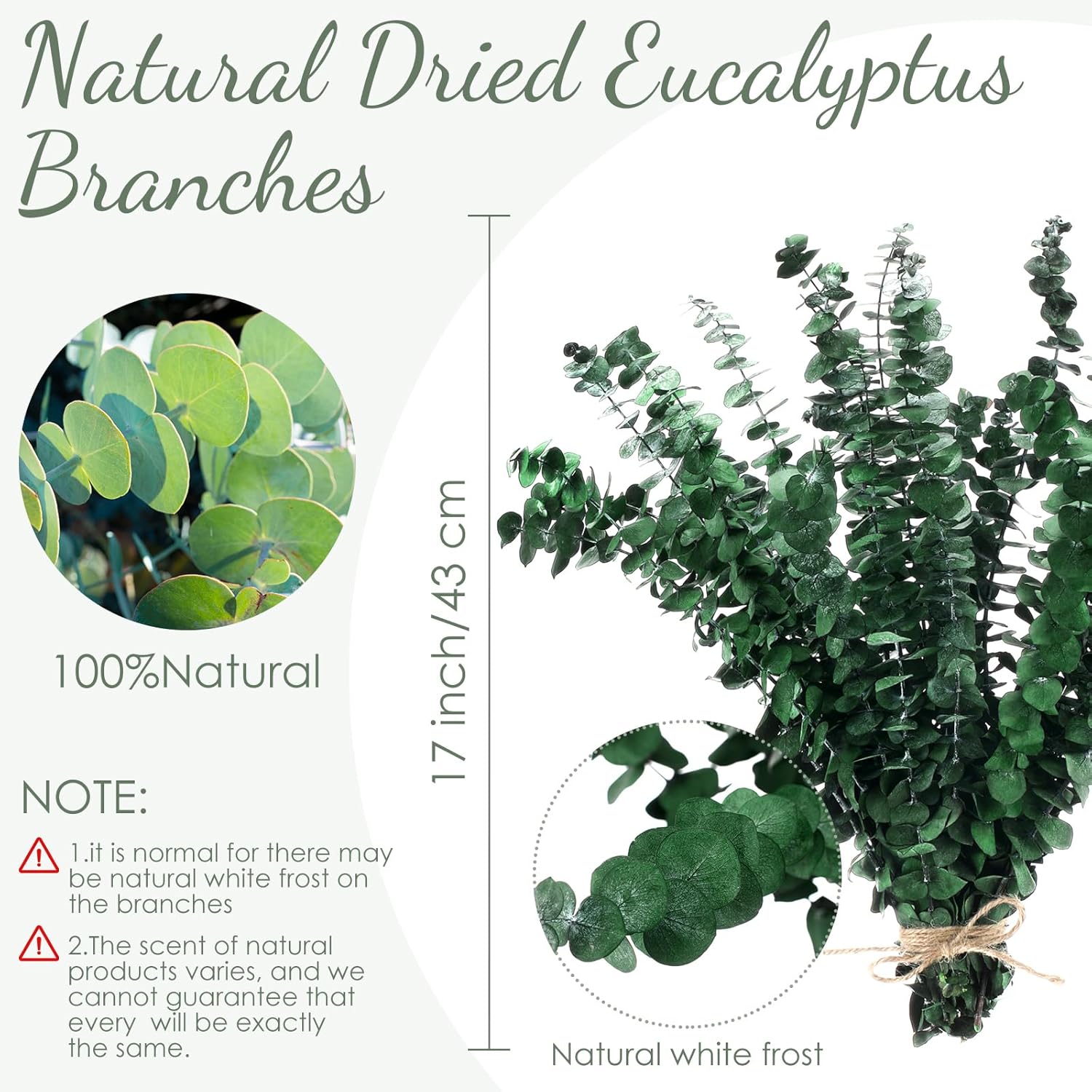 60 Pcs Dried Eucalyptus Stems 17inch for Home Decor and Wedding Vase