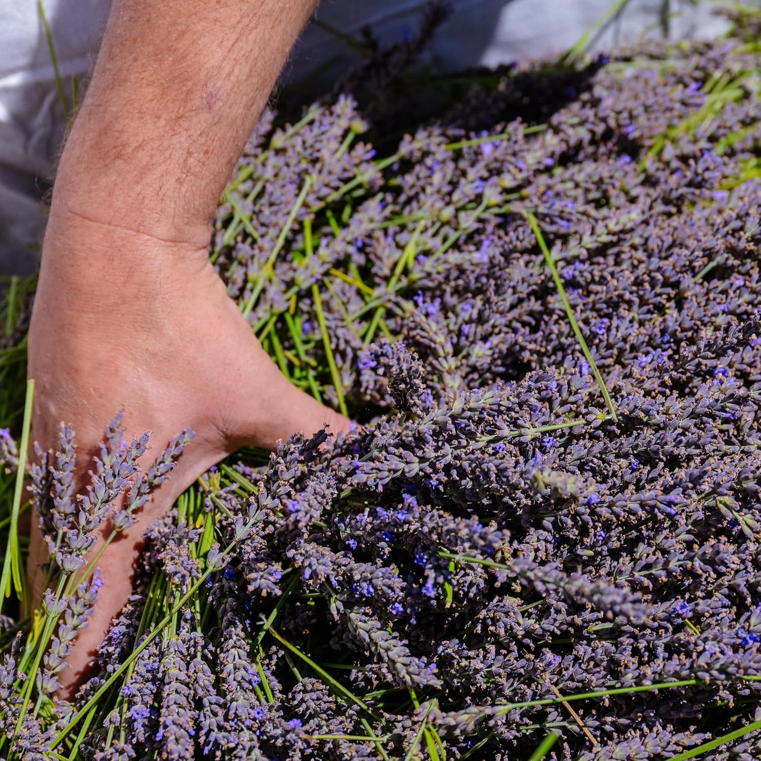 Large Premium Lavender Sachets - 12oz Pack of 12 - White