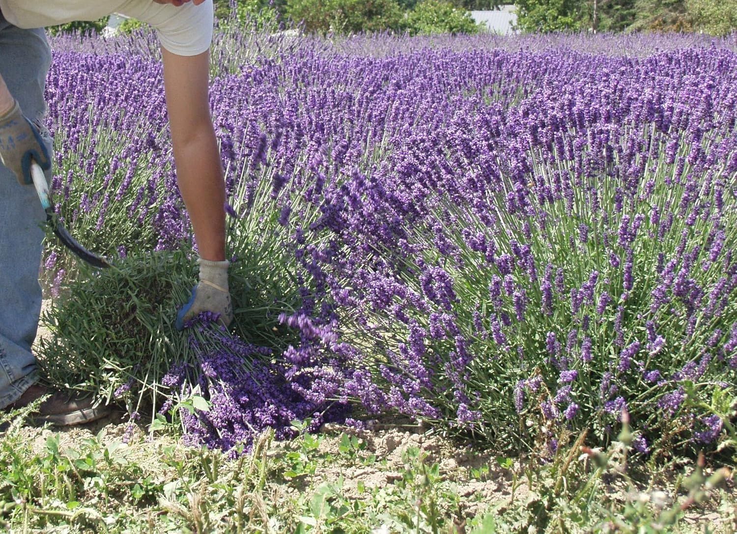L Dried Lavender Bundles 6-Pack Natural Home Decor