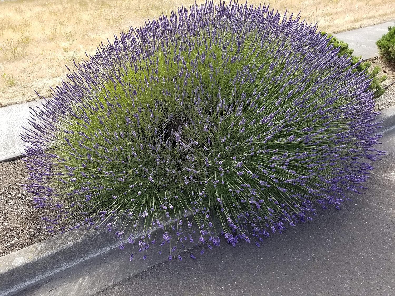 L Dried Lavender Bundles 6-Pack Natural Home Decor